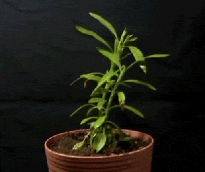 plant-dying.gif?w=300&h=252